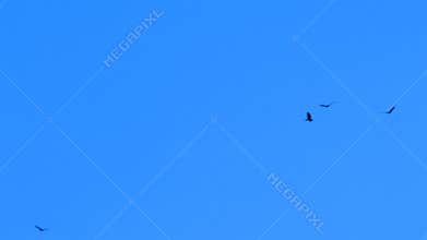 Birds Flying in Blue Sky HD