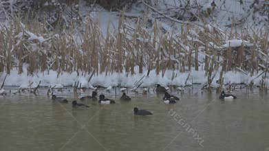 ducks of the species (Aythya Fuligula) on a river