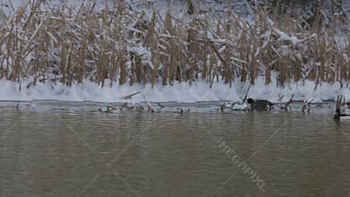 ducks of the species (Aythya Fuligula) on a river