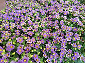Background of violet flowers of Exacum affine or Persian violet