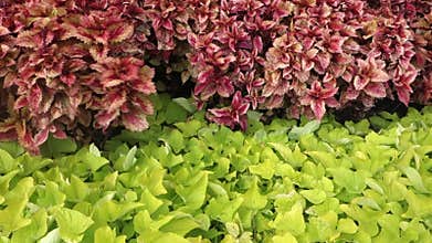 Red and Green Plants