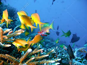 Tropical coral reef fish