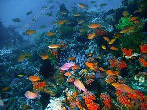 Tropical coral reef fish