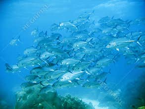 School of tuna