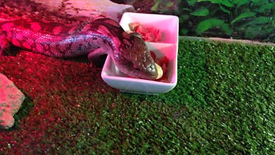 Adult blue tongue lizard eating
