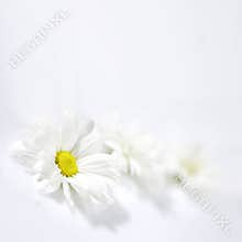 Flowers on white background