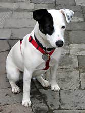 Jack Russell Terrier Pup