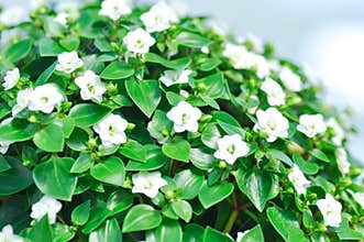 Exacum Princess or Exacum affine Balf f ex Regel or GENTIANACEAE or Persian Gentian or white flower
