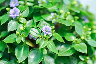 German Violet or Persian Violet or Exacum Princess or Exacum affine Balf f ex Regel or GENTIANACEAE or Persian Gentian or purple