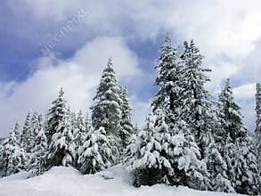 Winter Pines