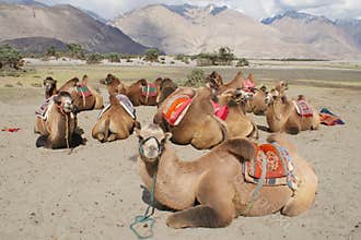 Group of bactrain camels