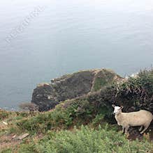 Sheep by cliff