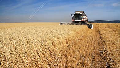 Wheat Field.Wheat Harvest Season.