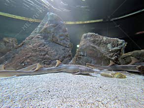 Sharks swimming near rocks in a large aquarium environment during an afternoon visit