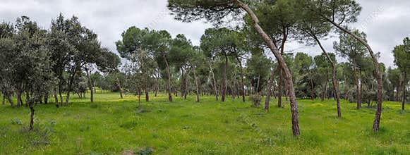 Green field with trees and cloudy sky in a rural area during daytime in the spring season