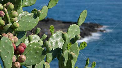 Tropical mexican cacti cactus with pink red flower flowers blossom blossoms jungle plants trees and natural forest
