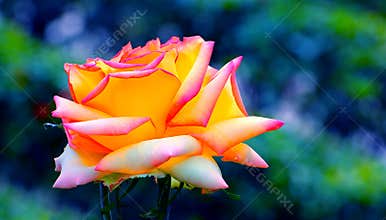 Yellow rose