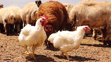 Organic broiler chickens – symbol of animal welfare and sustainable farm life