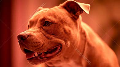 Close-up of a Brown American Pit Bull Terrier\'s Face Inside a House During Daytime