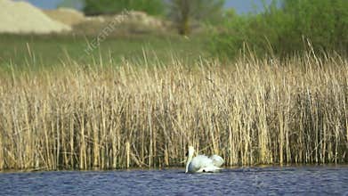 Mute swan (Cygnus olor). A white swan swims in a pond.