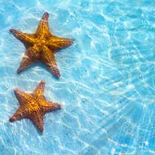 Abstract Blue sea tropical background with starfish on sand