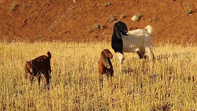 Boer goat caring for orphaned damascus kids in birdsong-filled field