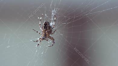 Close-up of a forest spider.