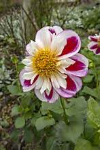 Dahlia Bumble Rumble