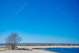 Lonely Tree on a Sandy Beach Under Clear Blue Sky