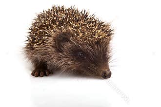 Hedgehog