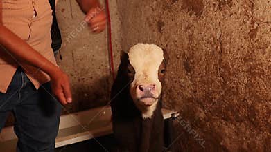 Veterinarian examining a blind calf – animal care and veterinary medicine scene
