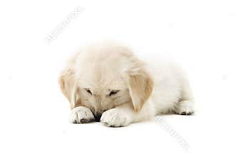 Sweet Puppy