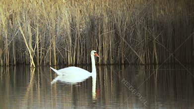 Mute swan (Cygnus olor). White swan swimming in a pond with reeds in the background. Slow motion