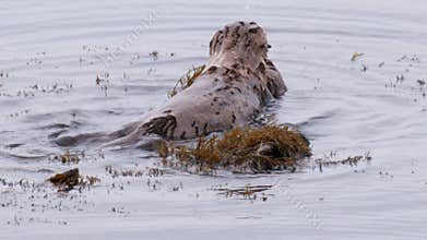 California sea otter feeding