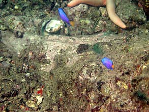 Marine life on sea bottom