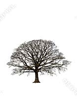 Abstract Winter Oak Tree