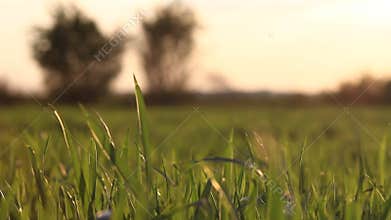 Landscape with grass blowing by the wind