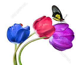 Dewy tulips with butterfly