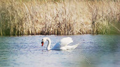 Mute swan (Cygnus olor).The bird dives head first into the water in search of food. Slow motion