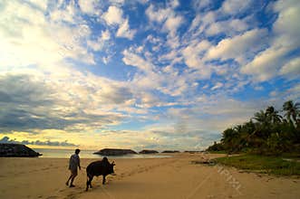 Man brought oxen walking on the beach