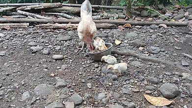 Chicks are eating with their mother