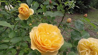 Rose Golden Celebration Bush