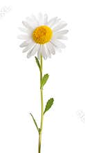 White daisy