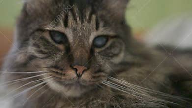 A cat with blue eyes is laying on a surface