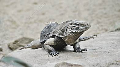 Monitor lizard