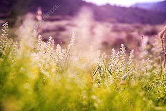 Spring Mountain Meadow
