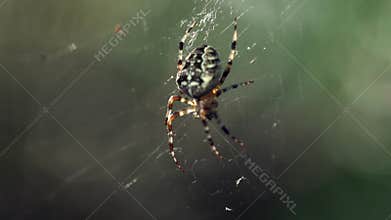 The spider moves its little legs.