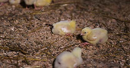 small chickens in a poultry farm on a litter of sawdust