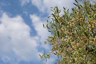 Rapa, the Flower of the Olive Tree.