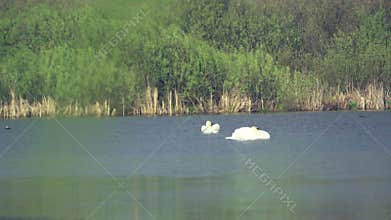 Mute swans (Cygnus olor). A pair of white swans swimming in a pond. Slow motion
